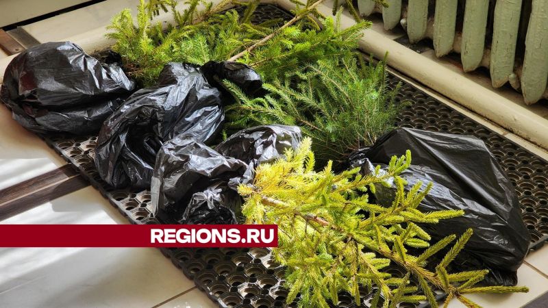 В «День добрых дел» в округе высадят более 160 деревьев новости Егорьевск 