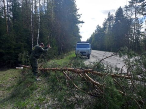 Лесничие убрали ликвидировали аварийное дерево новости Егорьевск 