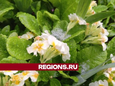 У клубники — стресс, цветы — в шоке: майский снегопад застал врасплох весенние сады новости Егорьевск 
